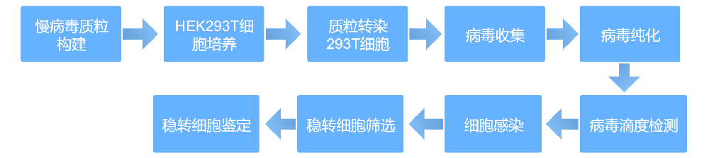 慢腺病毒细胞株构建 慢腺病毒细胞株构建