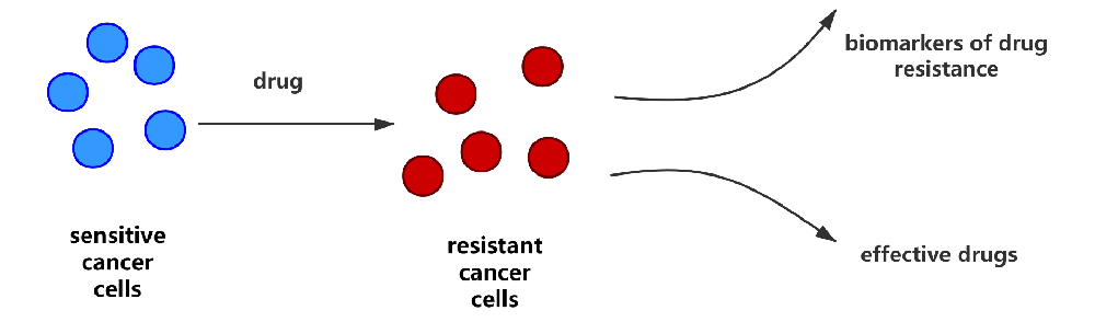 耐药细胞株构建 耐药细胞株构建