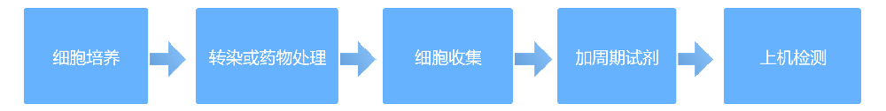 细胞周期检测 细胞周期检测